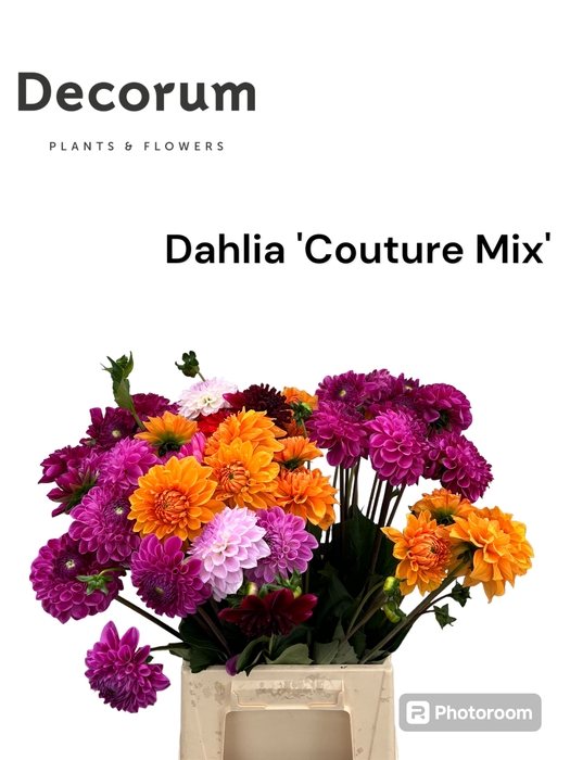 <h4>Decorum Dahlia 'Couture Mix' 996</h4>