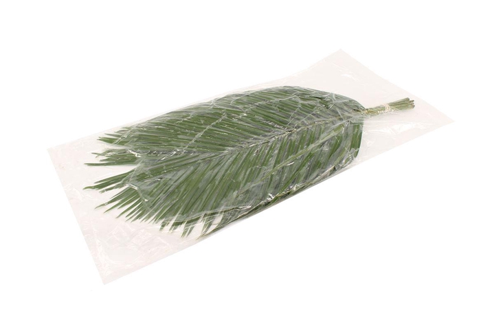 <h4>Phoenix 60cm V P</h4>