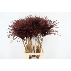 DF Miscanthus 90cm Brown