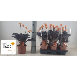 CALAT CROCATA