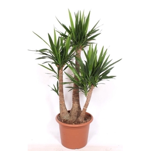 Yucca elephantipes 3 armen