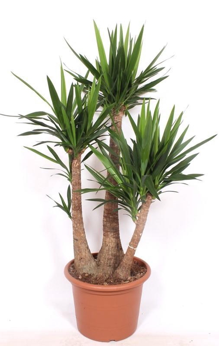 <h4>Yucca elephantipes 3 armen</h4>
