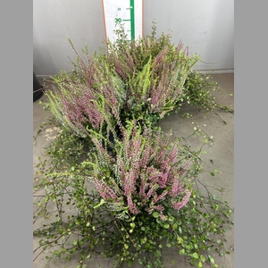 CALLU TWIN GIRLS &MUHLENBECKIA