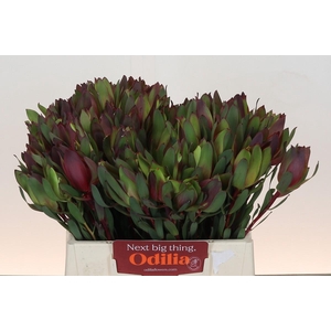 Leucadendron Senorita