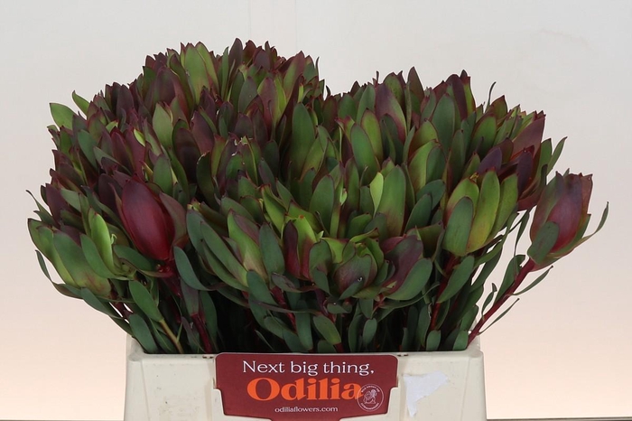 <h4>Leucadendron Senorita</h4>