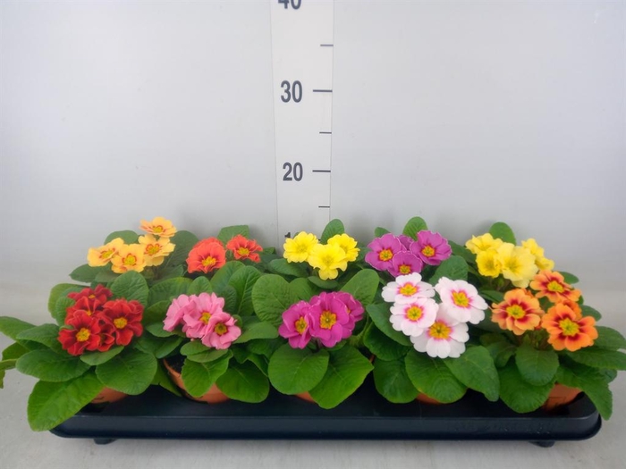 <h4>Primula ac.   ...</h4>