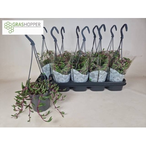 SENEC H PURPLE FLUSH