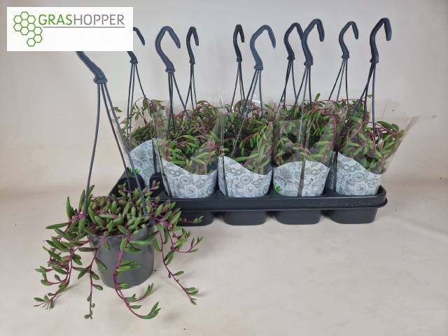<h4>SENEC H PURPLE FLUSH</h4>