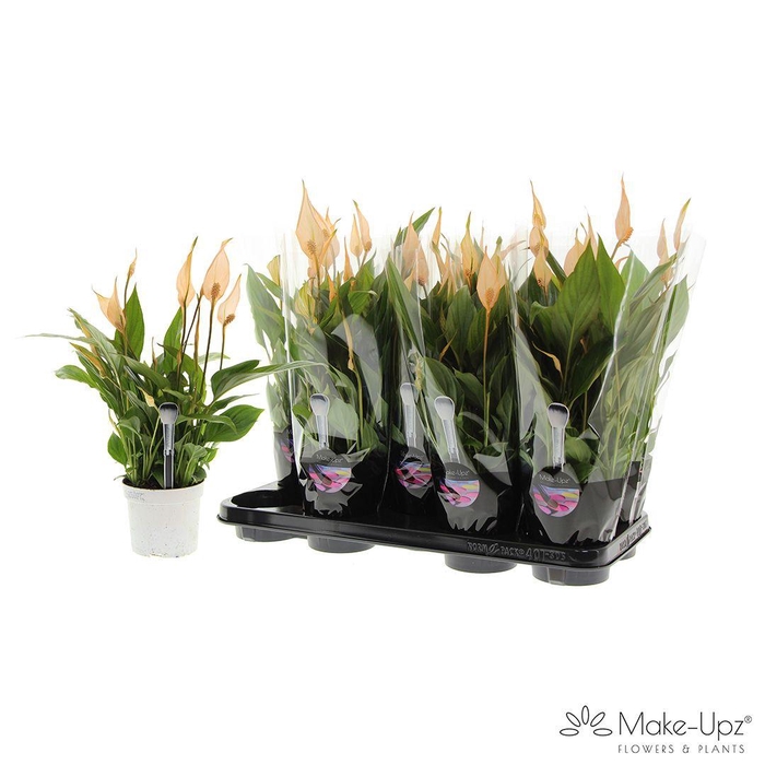 <h4>Spathiphyllum 13 cm Bellini Make Upz oranje</h4>