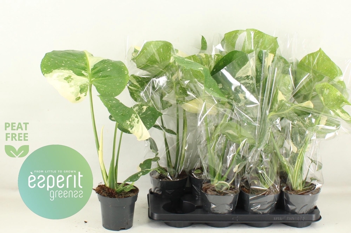 <h4>MONSTERA DEL THAI CO</h4>