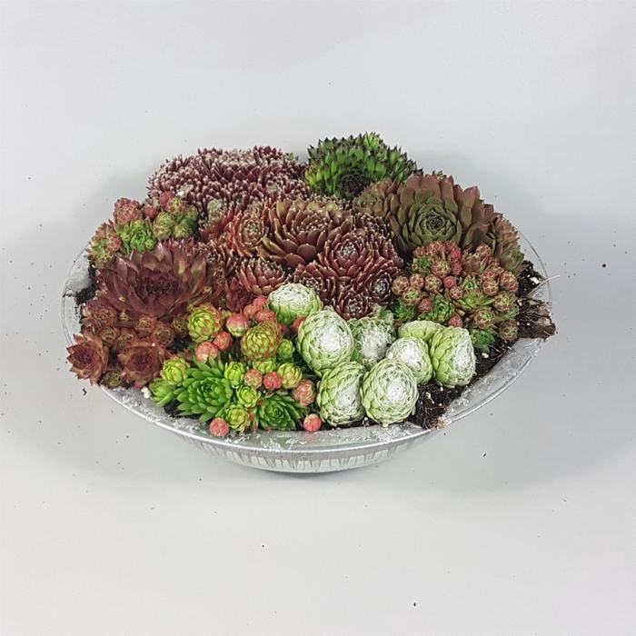 <h4>Sempervivum   ...</h4>