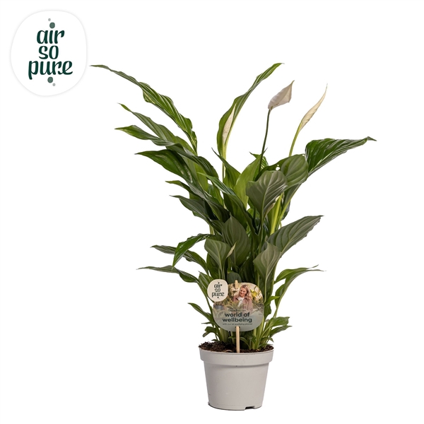 <h4>Spathiphyllum 13 cm Strauss Air so Pure - WOW etiket</h4>