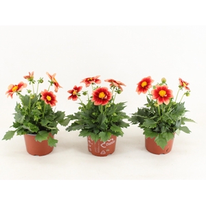 Dahlia Summerbees Red Bicolor