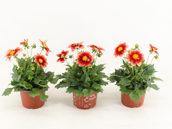 <h4>Dahlia Summerbees Red Bicolor</h4>
