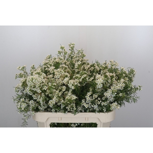 Chamelaucium Grace