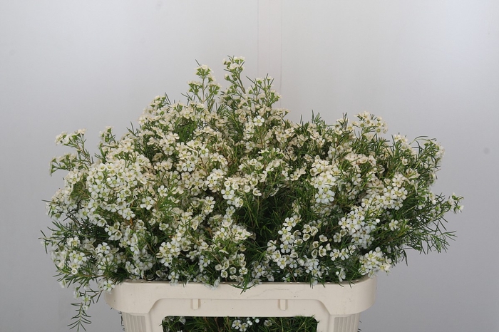<h4>Chamelaucium Grace</h4>
