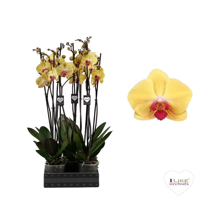 <h4>Phalaenopsis Goldion - 2 tak 70cm</h4>