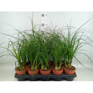 Nolina recurvata   ...