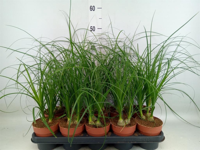 <h4>Nolina recurvata   ...</h4>