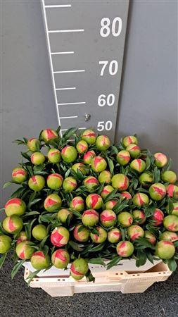 <h4>Paeo Coral Sunset</h4>