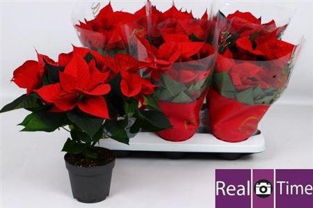 <h4>Euphor P Chr Eve</h4>