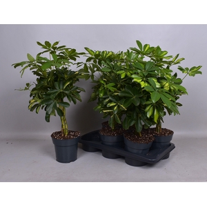 SCHEF AR GOLD CAPELL