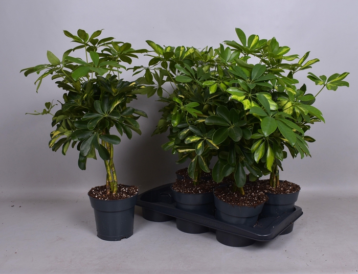 <h4>SCHEF AR GOLD CAPELL</h4>