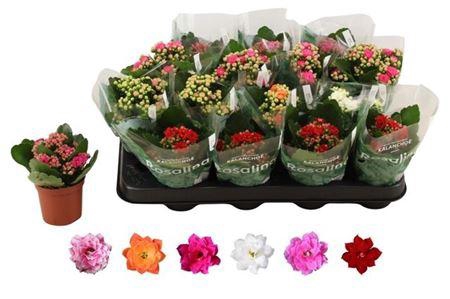 <h4>Kal Ge Ro Gem 6 Kl</h4>