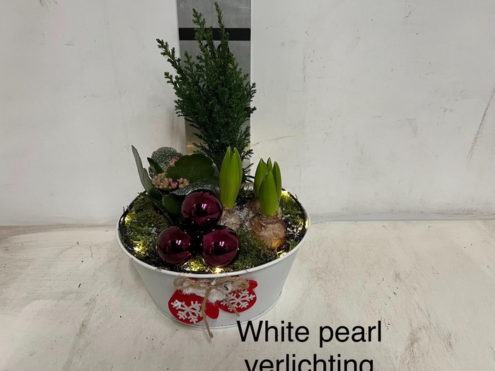 <h4>Arr Hyacinth</h4>