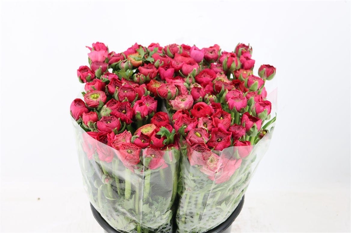 Ran Elegance Hot Pink