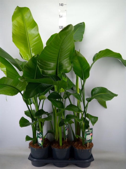 <h4>Strelitzia nicolai</h4>