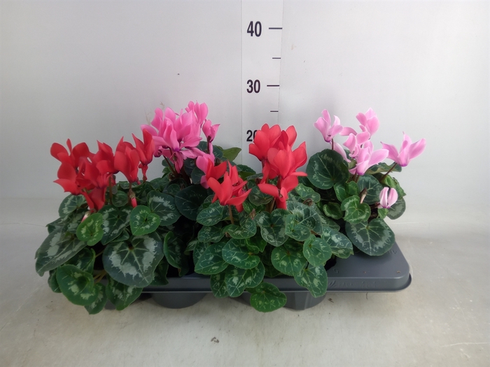 <h4>Cyclamen MD 'Macro'</h4>