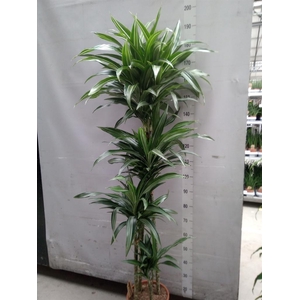 Dracaena fr de 'Ulises'