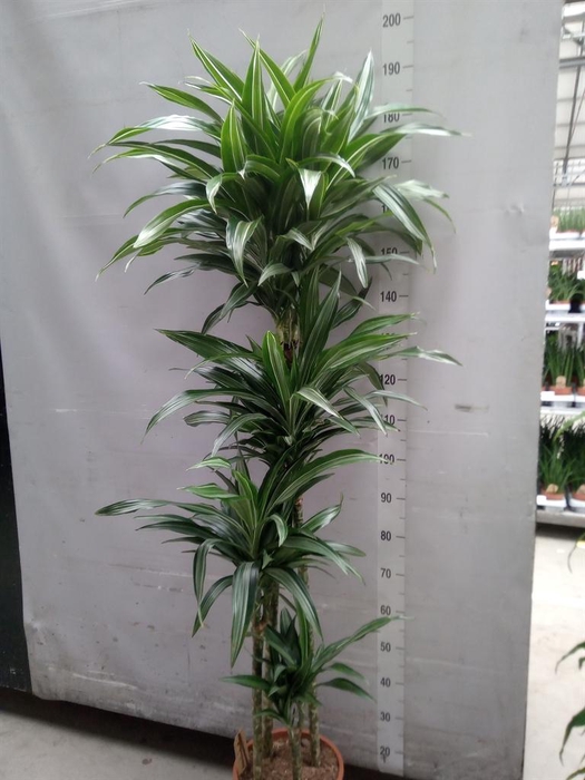 <h4>Dracaena fr de 'Ulises'</h4>