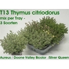 arr8 Thym Citriodorus Mixtray
