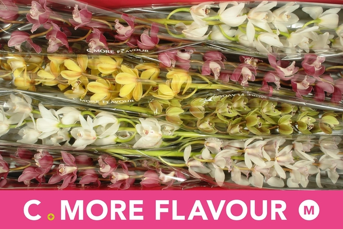 <h4>CYMB MI GEM</h4>