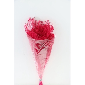 Dried Brooms Fuchsia Bunch