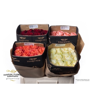 Rosa Premium Mix Ecuador