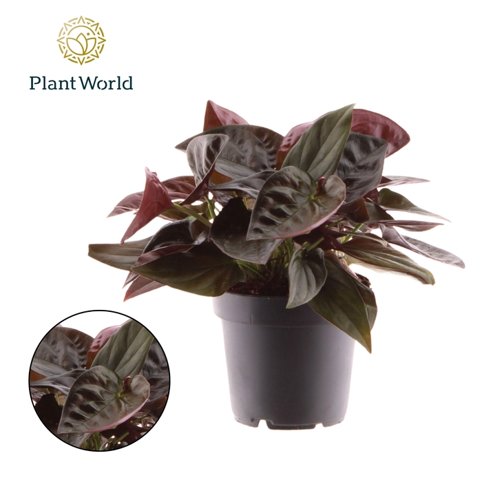 <h4>Syngonium erythrophyllum 'Red Arrow'</h4>