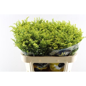Solidago Carzan Glory L 70/70