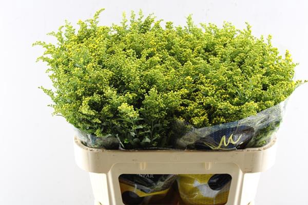 <h4>Solidago Carzan Glory L 70/70</h4>