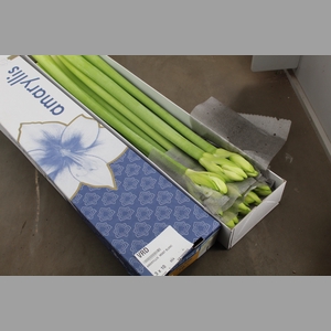 AMARYLLIS  MONT BLANC
