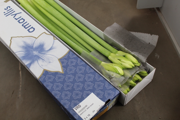 AMARYLLIS  MONT BLANC