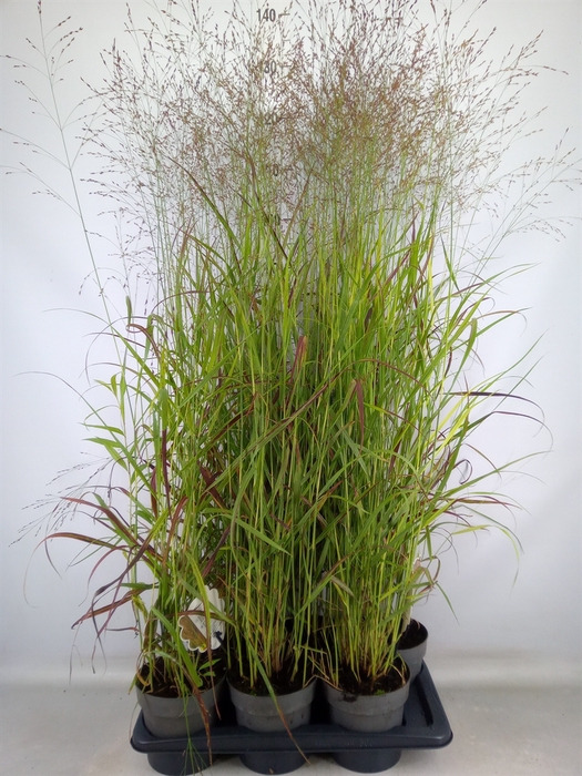 <h4>Panicum virgatum</h4>