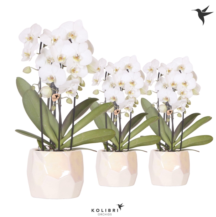 <h4>Kolibri Orchids Phalaenopsis Cascade Niagara Fall white 3 spike in Pearl pot travertine</h4>