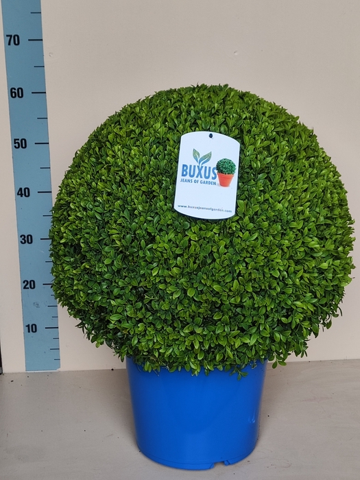 <h4>BUXU SEMPERVIRENS</h4>