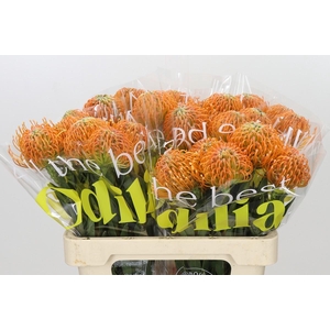 Nutans Ayoba Peach