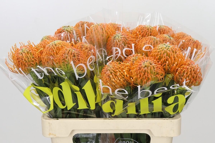 <h4>Nutans Ayoba Peach</h4>