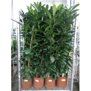 Ficus cyathistipula