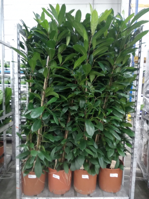 <h4>Ficus cyathistipula</h4>